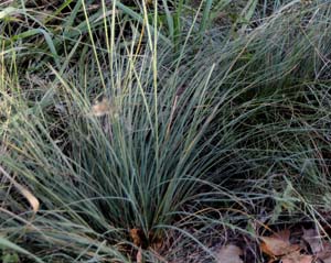 Prairie Dropseed /
Sporobolus heterolepis